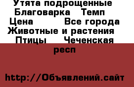 Утята подрощенные “Благоварка“,“Темп“ › Цена ­ 100 - Все города Животные и растения » Птицы   . Чеченская респ.